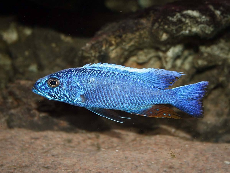 Sciaenochromis fryeri 'Chimwalani Reef'